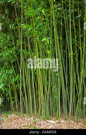 Bisset di Bamboo (Phyllostachys bissetii) Foto Stock