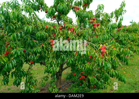 Pesche (Prunus persica 'Red Haven', Prunus persica Red Haven), cultivar Red Haven Foto Stock