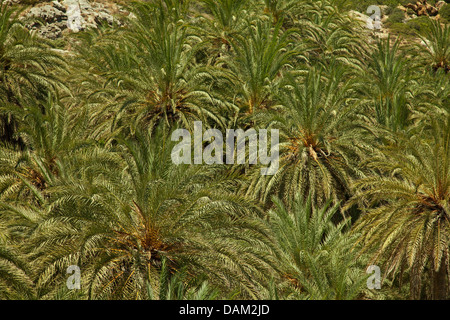 Texture di palme che cresce in più grande in Europa foresta di palme Vai a Creta Grecia Foto Stock