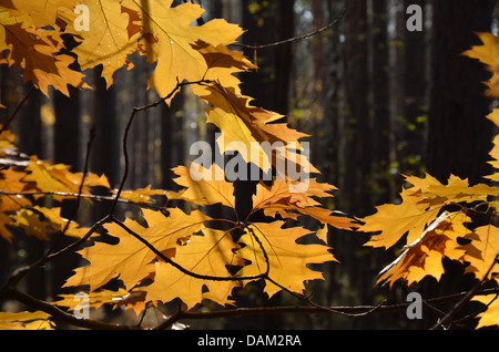 Foglie di autunno contro la foresta scura Foto Stock