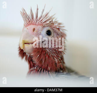 Un solo pochi giorni Galah, noto anche come il Rose-breasted Cockatoo, del costitutore Gerhard Ruebesam guarda fuori da una scatola in Schauen lordo, Germania, 17 maggio 2011. Razze Ruebesam pappagalli per più di quarant'anni. Foto: Patrick Pleul Foto Stock