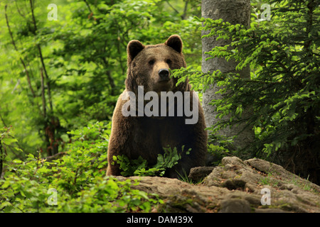 Unione l'orso bruno (Ursus arctos arctos), in foresta, in Germania, in Baviera, il Parco Nazionale della Foresta Bavarese Foto Stock