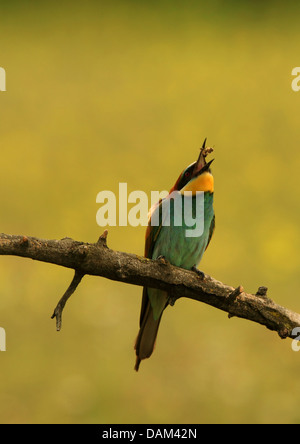 Unione bee eater (Merops apiaster), catturare la preda, Ungheria Foto Stock