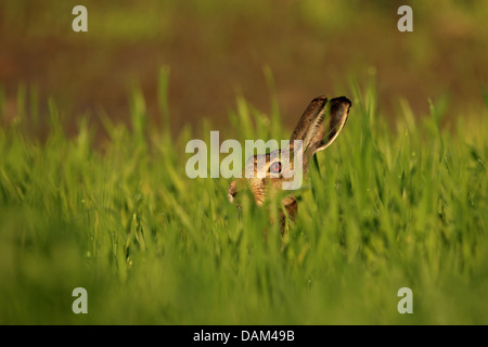 Lepre europea, Marrone lepre (Lepus europaeus), accovacciata in un prato, Austria, Neusiedler See Parco Nazionale Foto Stock