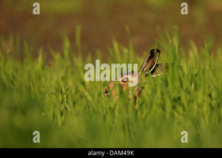 Lepre europea, Marrone lepre (Lepus europaeus), si chinò, Austria, Neusiedler See Parco Nazionale Foto Stock