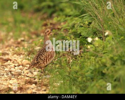 La starna (Perdix perdix), su un percorso di campo, Austria, Neusiedler See Parco Nazionale Foto Stock