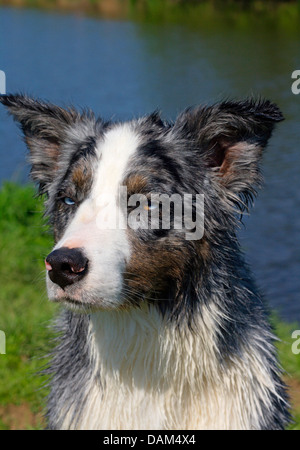 Pastore australiano (Canis lupus f. familiaris), quattro anni nella femmina blue merle colorazione a riva d'acqua, Germania Foto Stock