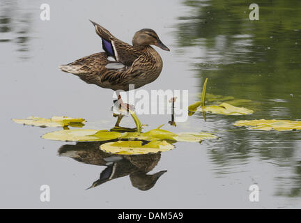 Una femmina di Mallard duck saldi sulla foglia di un giglio di acqua e diffonde le sue ali su di un laghetto del fossato del Palazzo Bueckeburg in Bueckeburg, Germania, 19 maggio 2011. Foto: Holger Hollemann Foto Stock