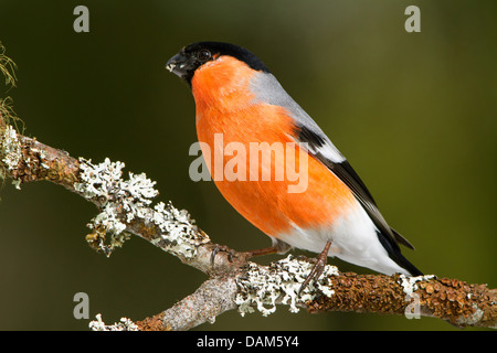 , Bullfinch ciuffolotto, bullfinch settentrionale (Pyrrhula pyrrhula), maschio su lichen-ramo coperti, Svizzera dei Grigioni Foto Stock