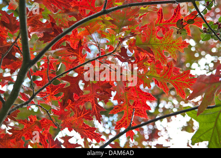 Scarlet quercia (Quercus coccinea), lave in autunno, Germania Foto Stock