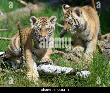 La tigre di Amur gemelli esplorare il contenitore allo zoo di Eberswalde, Germania, 25 maggio 2011. I due cuccioli di tigre nati il 28 febbraio 2011. Foto: Patrick Pleul Foto Stock