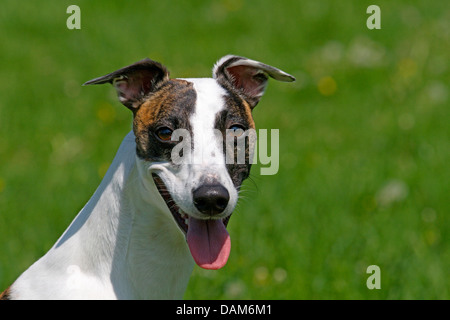 Il whippet (Canis lupus f. familiaris), il ritratto di una a pelo corto cane maschio, Germania Foto Stock