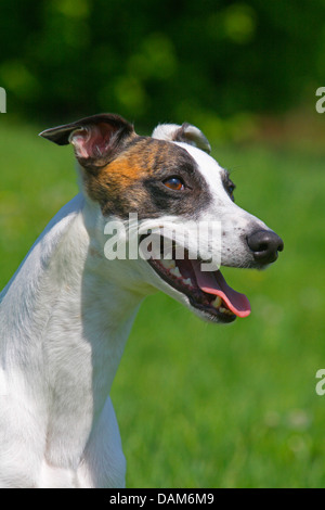 Il whippet (Canis lupus f. familiaris), il ritratto di una a pelo corto cane maschio, Germania Foto Stock