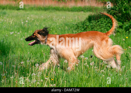 Afghanistan Hound, Levrieri Afghani (Canis lupus f. familiaris), in esecuzione in un prato, Germania Foto Stock