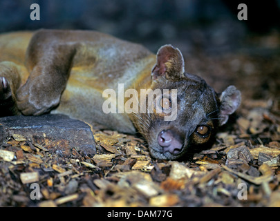 Fossa (Cryptoprocta ferox), giacente Foto Stock