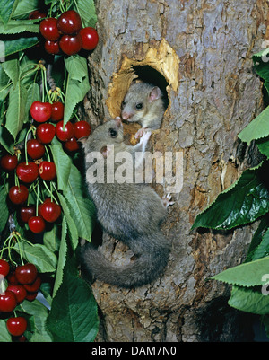 Moscardino commestibili, commestibili nessuno ghiro, grasso ghiro, scoiattolo-tailed ghiro (Glis glis) al foro della struttura in ciliegio, Germania Foto Stock