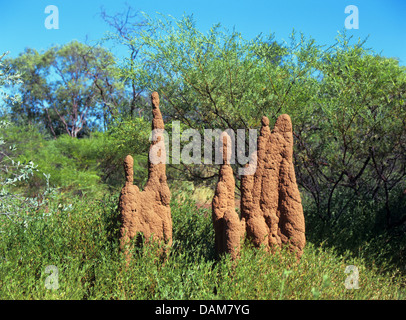 Termite (Isoptera), termiti' nidifica in Australia, Australia, Nordaustralien Foto Stock