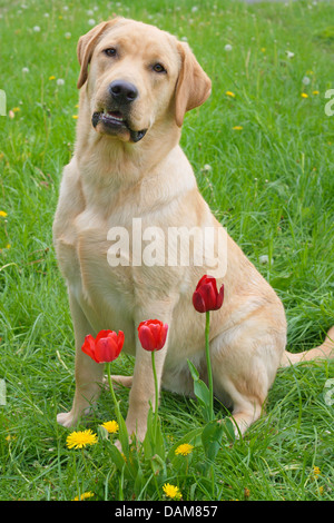 Il Labrador Retriever (Canis lupus f. familiaris), nove mesi Labrador maschio seduti in un prato di fiori con tulipani e tarassaco, Germania Foto Stock