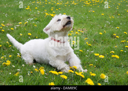 West Highland White Terrier (Canis lupus f. familiaris), nove anni di vecchio West Highland White Terrier giacente in un prato di tarassaco e guardando verso l'alto, Germania Foto Stock