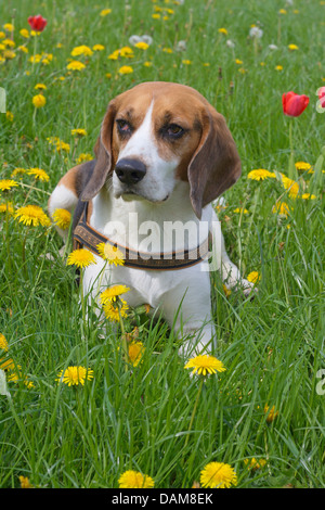 Beagle (Canis lupus f. familiaris), cinque anni beagle maschi sdraiati su un prato di fiori con tulipani e tarassaco, Germania Foto Stock