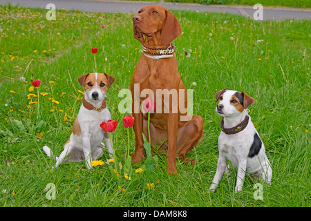 Jack Russell Terrier (Canis lupus f. familiaris), due Jack Russel terrier e uno Magyar Vizsla seduto accanto a ogni altra in un prato, Germania Foto Stock