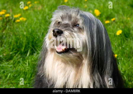 Little Lion cane (Canis lupus f. familiaris), ritratto in un prato, Germania Foto Stock