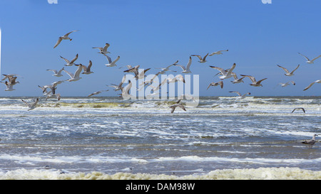 I gabbiani (Larinae), Gregge di gabbiani sorvolano il Mare del Nord surge, Paesi Bassi Foto Stock