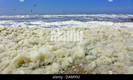 Phaeocystis, schiuma sulla costa del Mare del Nord, Paesi Bassi Foto Stock