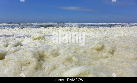 Phaeocystis, schiuma sulla costa del Mare del Nord, Paesi Bassi Foto Stock