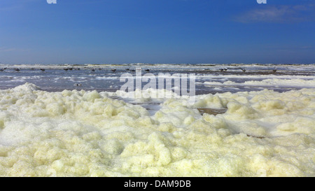 Phaeocystis, schiuma sulla costa del Mare del Nord, Paesi Bassi Foto Stock