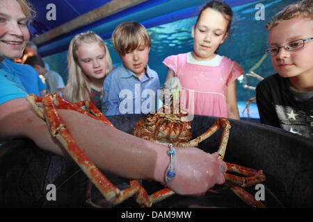 Sotto la supervisione del biologo Cathrin Pawlak (L) gli alunni di 4 grado pulire un ragno granchio da alghe in acquario Sea Life a Timmendorfer Strand, Germania, 31 maggio 2011. Perché alghe può nascondere malattie la granseole vengono puliti regolarmente per verificare la loro condizione medica. Foto: ULRICH PERREY Foto Stock