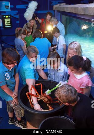 Sotto la supervisione del biologo Cathrin Pawlak (2-L) allievi di 4 grado pulire un ragno granchio da alghe in acquario Sea Life a Timmendorfer Strand, Germania, 31 maggio 2011. Perché alghe può nascondere malattie la granseole vengono puliti regolarmente per verificare la loro condizione medica. Foto: ULRICH PERREY Foto Stock