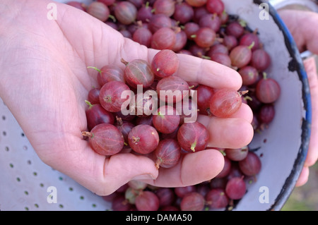 Raccolti di fresco Ribes rosso Foto Stock