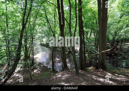 Una foresta è raffigurato lungo il torrente Eifgen nella regione Bergisches Land in Altenberg, Germania, 23 maggio 2011. Foto: Henning Kaiser Foto Stock