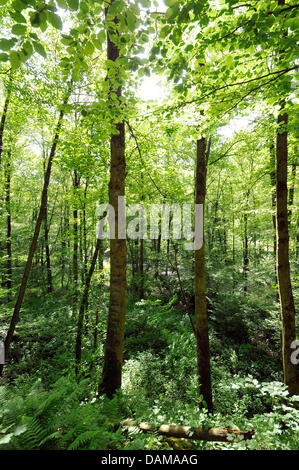 Una foresta è raffigurato lungo il torrente Eifgen nella regione Bergisches Land in Altenberg, Germania, 23 maggio 2011. Foto: Henning Kaiser Foto Stock