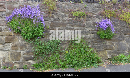 Poscharsky campanula di serbi, campanula (Campanula poscharskyana), che cresce su un vecchio muro insieme con edera-lasciava toadflax, Germania Foto Stock