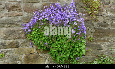 Poscharsky campanula di serbi, campanula (Campanula poscharskyana), che cresce su un vecchio muro insieme con edera-lasciava toadflax, Germania Foto Stock