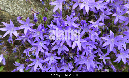 Poscharsky campanula di serbi, campanula (Campanula poscharskyana), che cresce su un vecchio muro, Germania Foto Stock