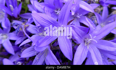 Poscharsky campanula di serbi, campanula (Campanula poscharskyana), fiori, Germania Foto Stock