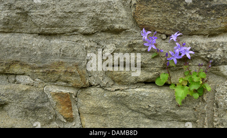 Poscharsky campanula di serbi, campanula (Campanula poscharskyana), che cresce su un vecchio muro, Germania Foto Stock