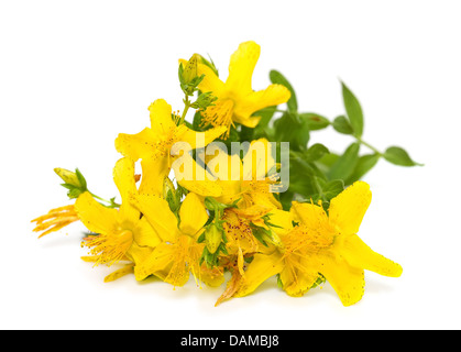 Iperico fiori close up su sfondo bianco Foto Stock