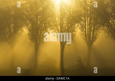 Willow, vimini (Salix spec.), il sole che splende attraverso una fila di alberi nella nebbia mattutina, Belgio Foto Stock