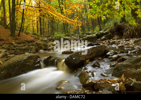 Fiume La Hoegne in autunno, Belgio, Hautes Fagnes Foto Stock