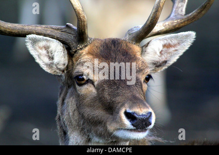 Estremamente dettagliato di close-up e il raccolto della testa di un maschio di cervo Daino (Dama Dama) Foto Stock