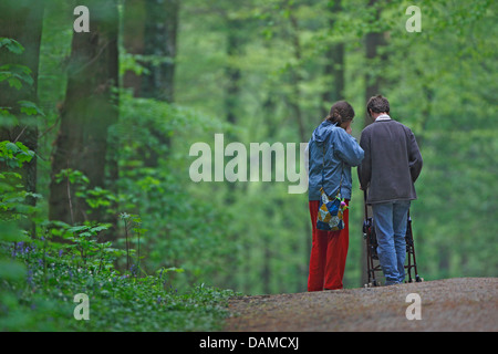 Famiglia passeggiate nella foresta di faggio, Belgio Foto Stock