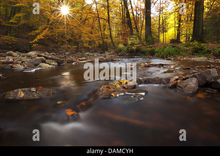 Fiume La Hoegne in autunno, Belgio, Hautes Fagnes Foto Stock