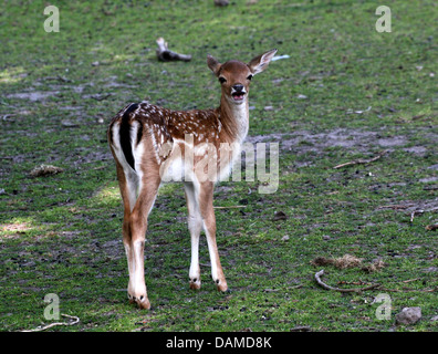 Close-up verticale di un daino doe fawn (Dama Dama) Foto Stock