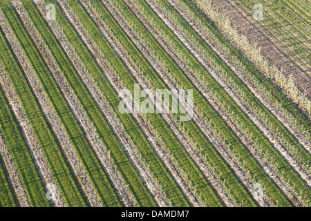Ciliegio selvatico, ciliegio dolce, fisarmonica Gean, mazzard (Prunus avium), foto aerea di una fioritura melo orchard, Belgio, Limburg, Hesbaye Foto Stock