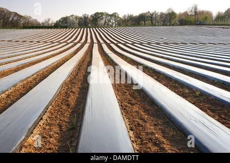 Hybrid fragola, giardino fragola (Fragaria x ananassa, Fragaria ananassa), campo di fragole ricoperte con lamine, Belgio Foto Stock