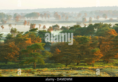 Pino silvestre, pino silvestre (Pinus sylvestris), vista aerea di prati e zone boscose in mattina nebbia in autunno la natura lo sviluppo dopo una bussola fire, Belgio, Kalmthoutse Heide Foto Stock